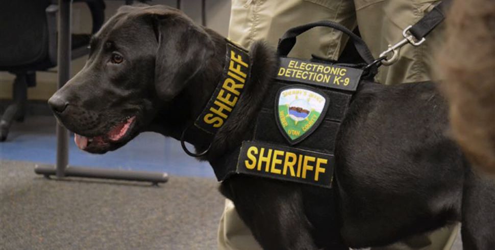 Porn-Sniffing Dogs: New Police K-9's Trained To Find Devices Containing  Child Porn